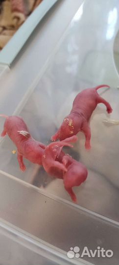 Кормовые мыши голыши