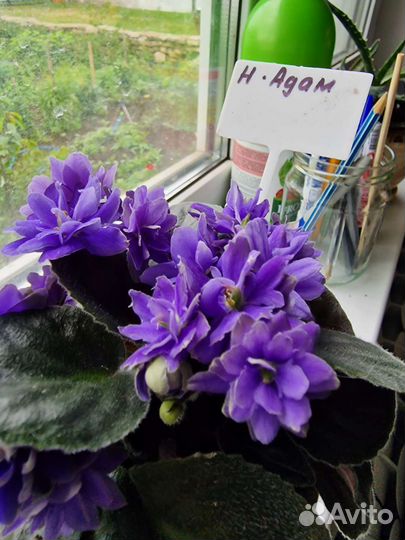 Фиалки цветущие сортовые