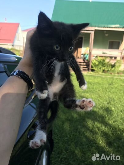 Котята в добрые руки бесплатно коты