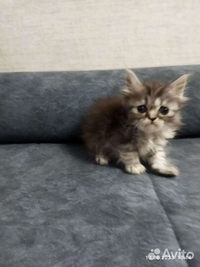 Шотландские котята в добрые руки