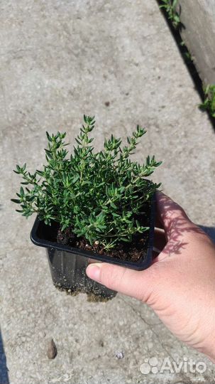 Растения саженцы