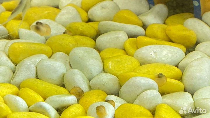 Улитки аквариумные ампулярии