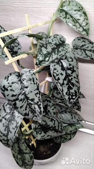 Сциндапсус Silver Lady