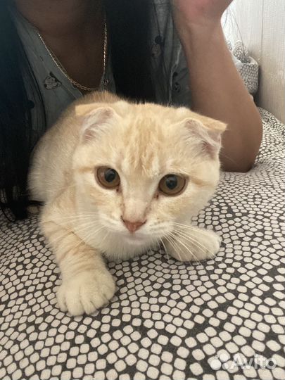 Вислоухая кошечка