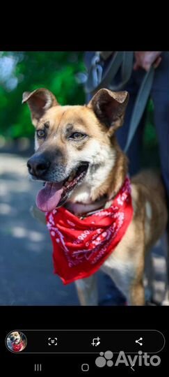 Собака, спаси из клетки