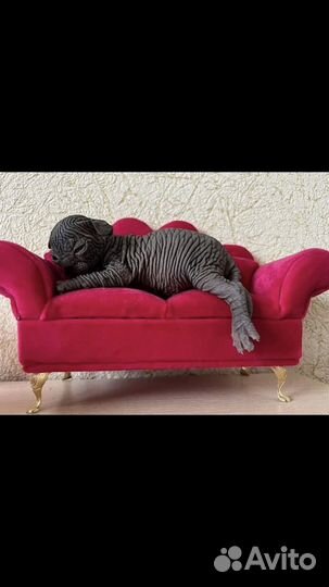 Канадский сфинкс