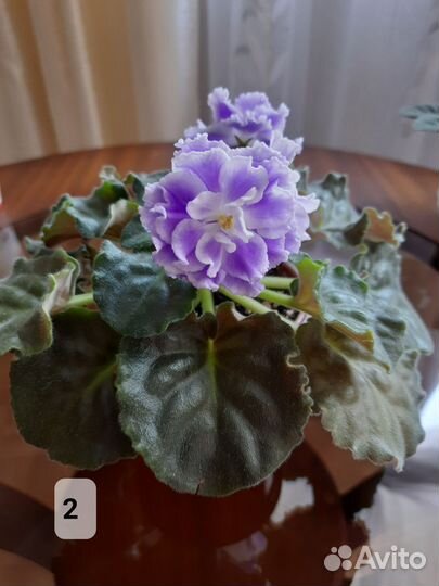 Сортовые фиалки