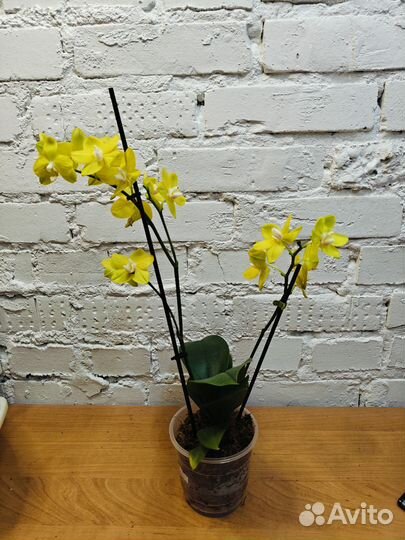 Жёлтые сортовые цветущие орхидеи