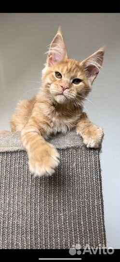 Мальчик мейн кун