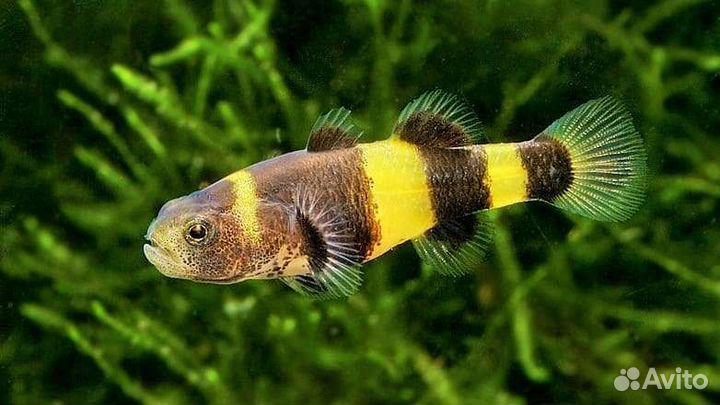 Аквариумные рыбки