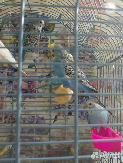 Птенцы волнистых попугайчиков. И ввп чехи