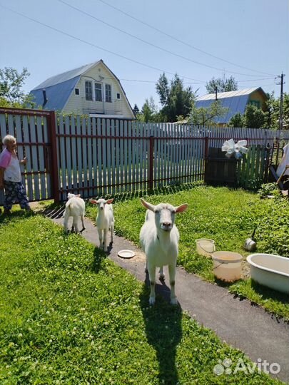 Зааненские козочка и козлик