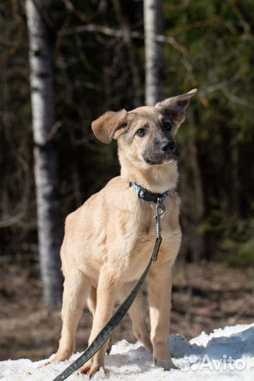 Славный малыш, щеночек Бакки.Лесной приют