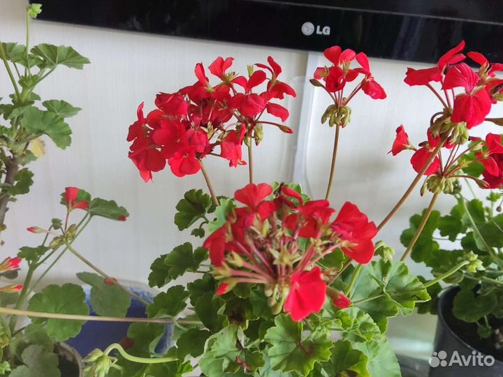Пеларгония герань