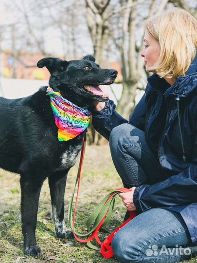 Самый лучший мальчик ищет дом