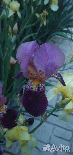 Ирисы