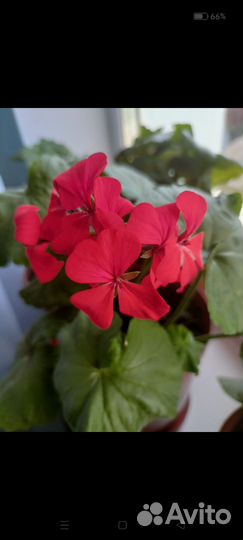 Пеларгония (герань)