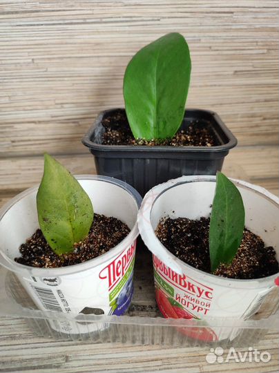 Комнатные растения цветы