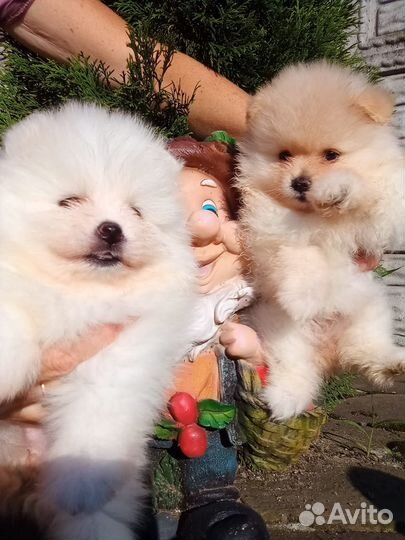 Померанский шпиц