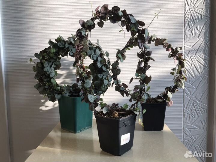 Церопегия Крестовник и другие суккуленты