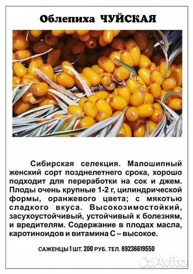 Облепиха садовая