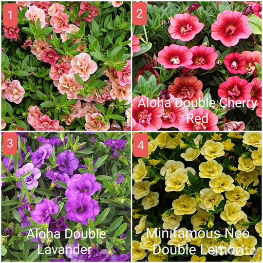 Калибрахоа