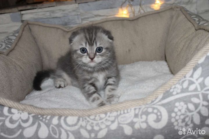 Шотландские вислоухие котята