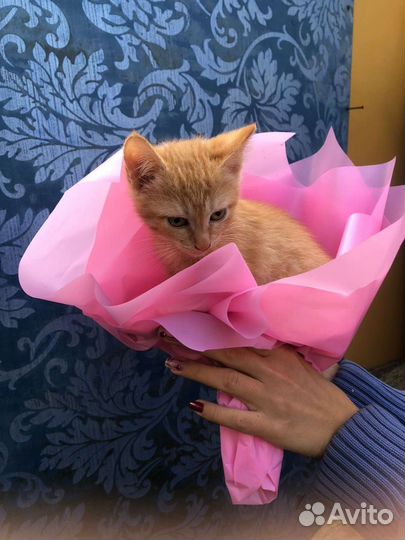 Рыженькая кошечка,2.5 мес