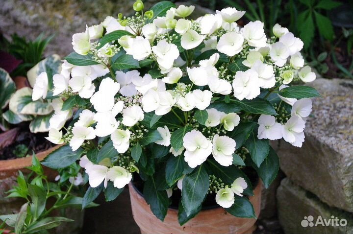 Гортензия ампельная