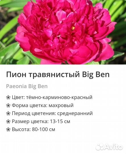 Пионы сортовые