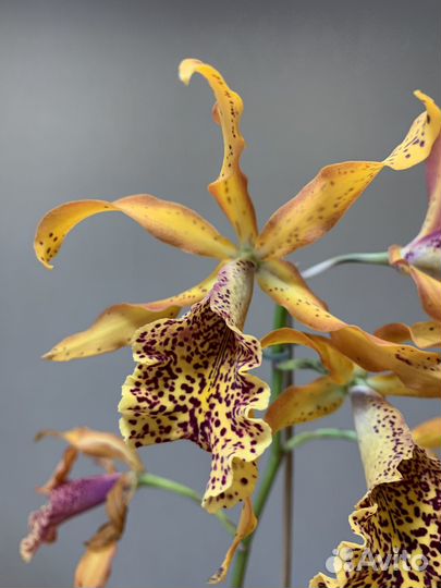 Продам орхидею