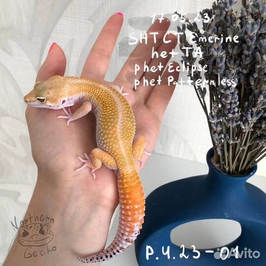 Эублефары малыши