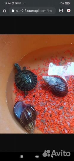 Морские черепахи