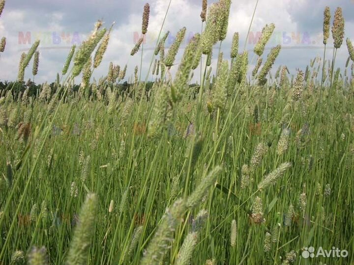 Тимофеевка. Семена оптом