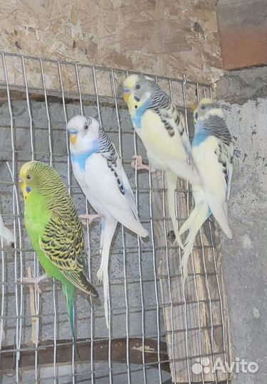 Волнистые попугаи