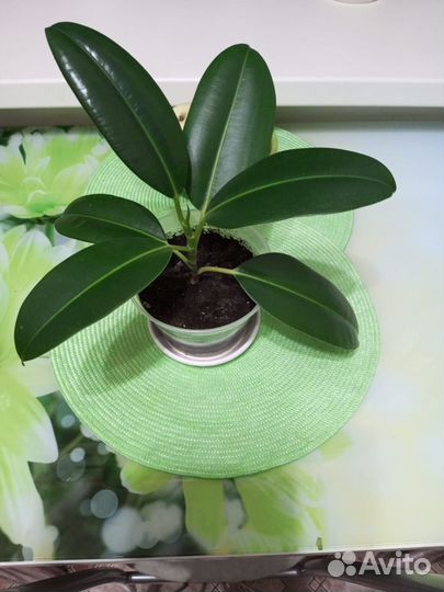 Фикус каучуконосный