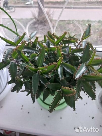 Каланхоэ лечебное