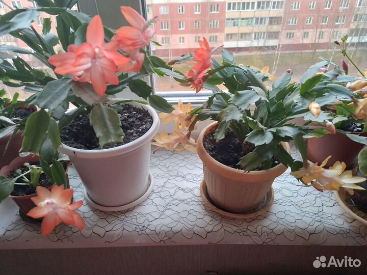 Декабрист шлюмбергера