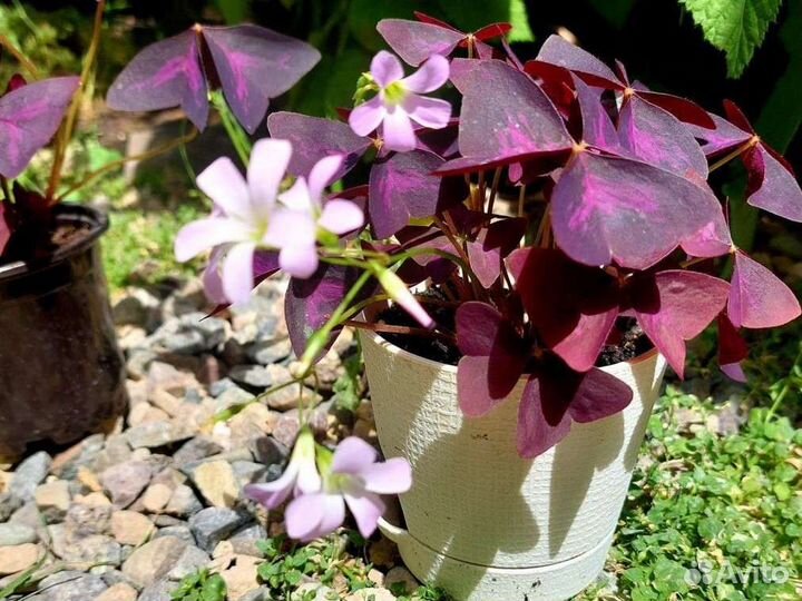 Кислица оксалис