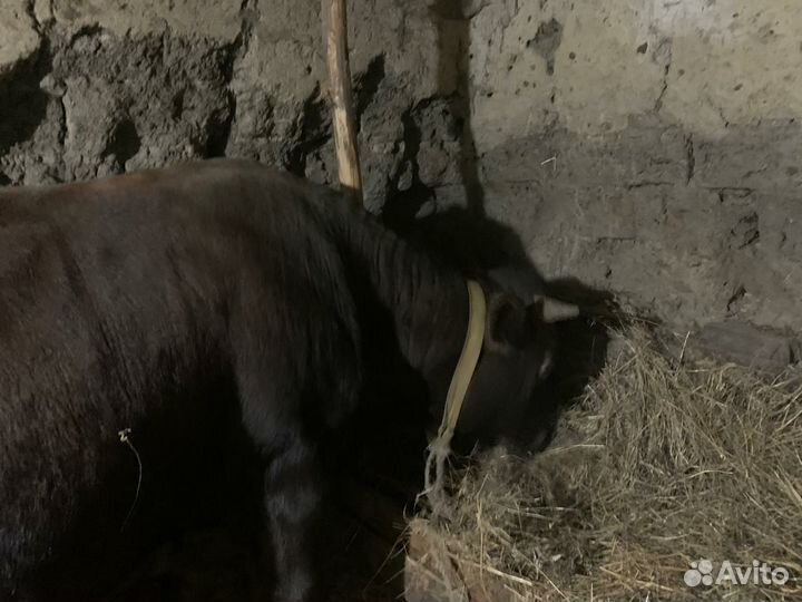 Бычки на мясо