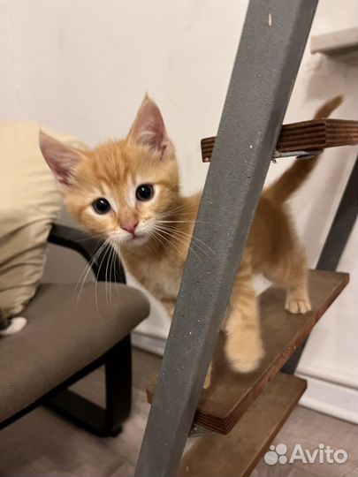 Отдам котенка в добрые руки