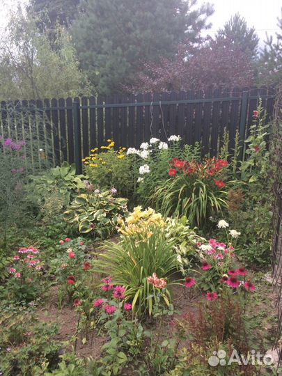 Многолетние цветы