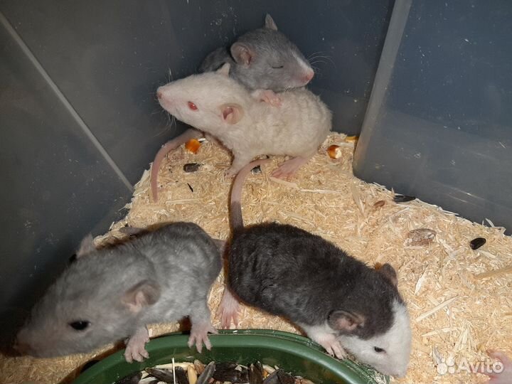 Крысята