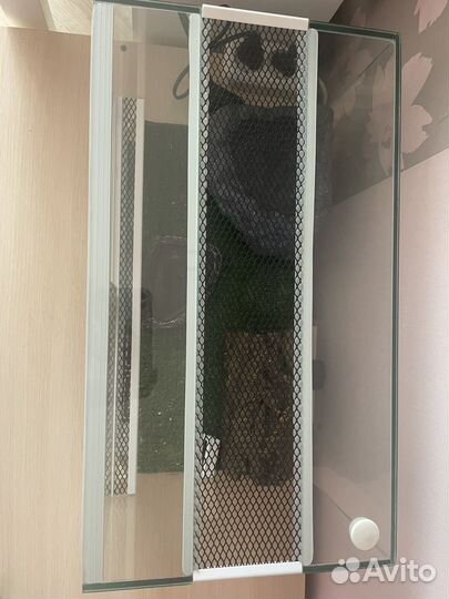 Эублефар геккон с террариумом