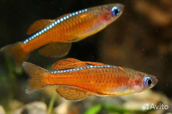Сиамский петушок скалярия и другие рыбки