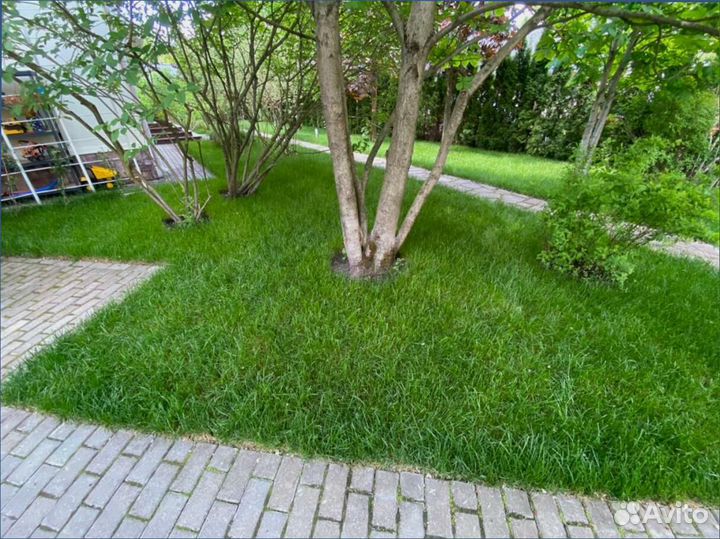 Рулонный газон