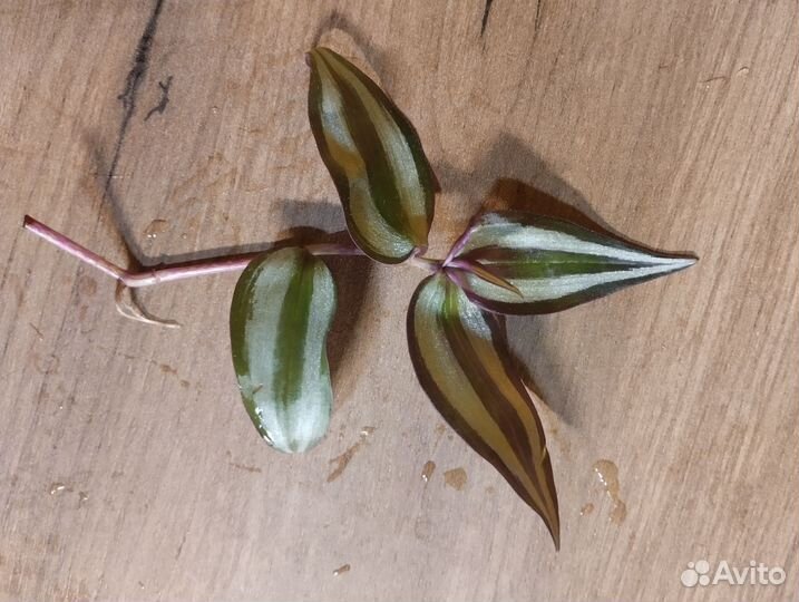 Традесканции зебрина,аурея и зелёная