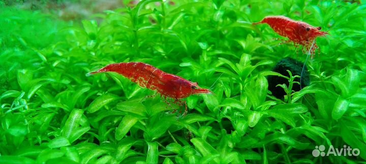 Креветка вишня red cherry shrimp