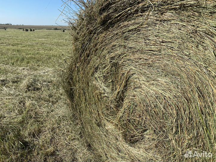 Продается сено, разнотравье. Покос 2024