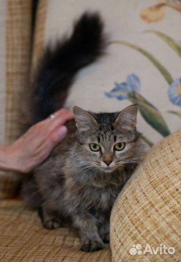 Ласковая Дотти в добрые руки